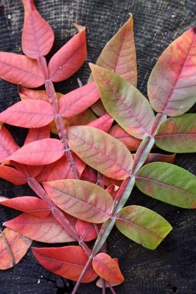 Rhus Copallinum, Winged Sumac
Fall & Winter Plants for New England
New England Wild Flower Society
Framingham, MA