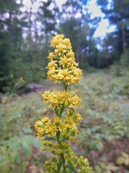 Solidago Puberula, Goldenrod
Fall & Winter Plants for New England
New England Wild Flower Society
Framingham, MA
