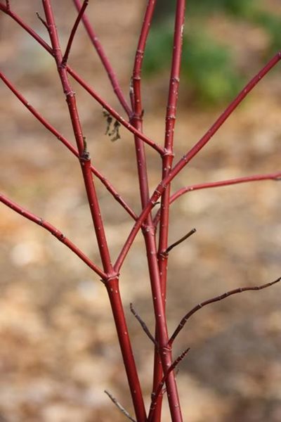 Swida Sericea, Red Twig Dogwood
Fall & Winter Plants for New England
New England Wild Flower Society
Framingham, MA