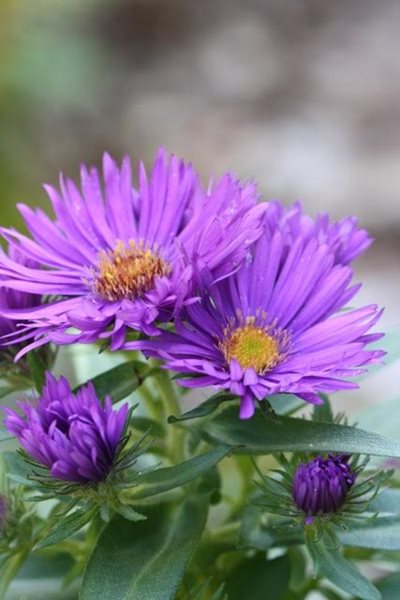 Symphyotrichum Novae Angliae, New England Aster
Fall & Winter Plants for New England
New England Wild Flower Society
Framingham, MA