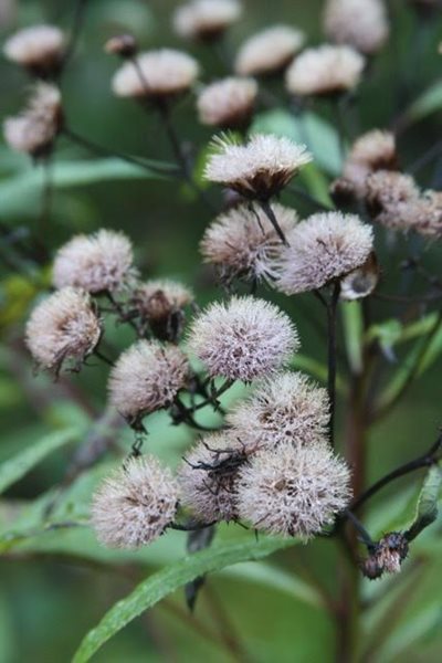 Vernonia Noveboracensis, New York Ironweed
Fall & Winter Plants for New England
New England Wild Flower Society
Framingham, MA