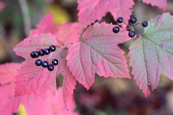 Viburnum Acerifolium, Maple Leaf Viburnum
Fall & Winter Plants for New England
New England Wild Flower Society
Framingham, MA