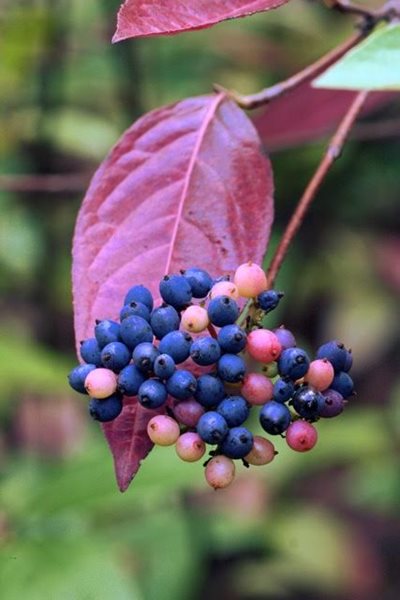 Viburnum Nudum, Wild Raisin
Fall & Winter Plants for New England
New England Wild Flower Society
Framingham, MA