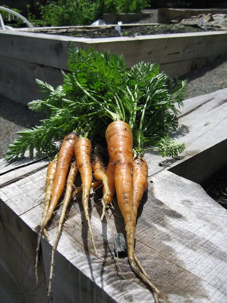 Farm to Table: Restaurants With Gardens
Garden Design
Calimesa, CA