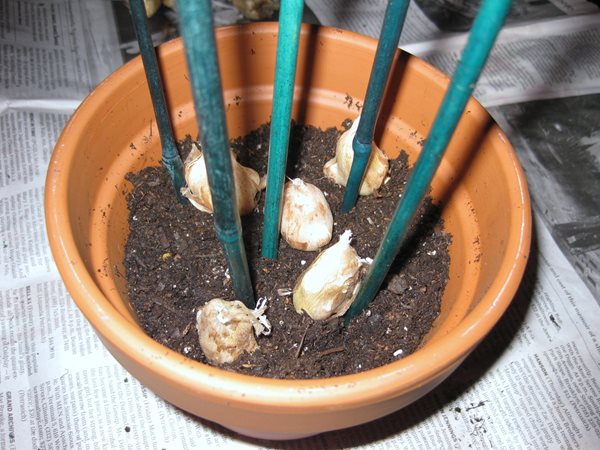 Forcing Indoor Bulbs
Garden Design
Calimesa, CA