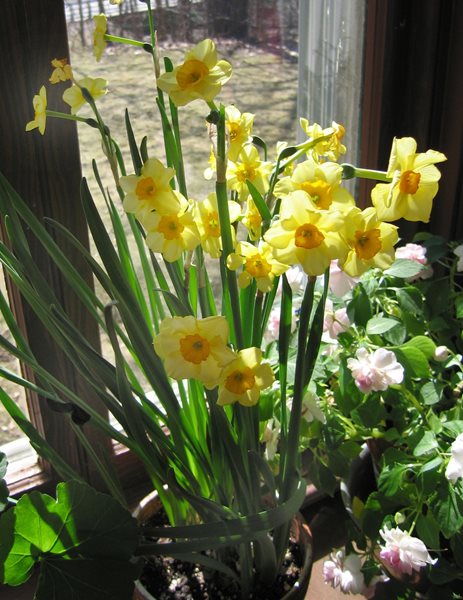 Forcing Indoor Bulbs
Garden Design
Calimesa, CA