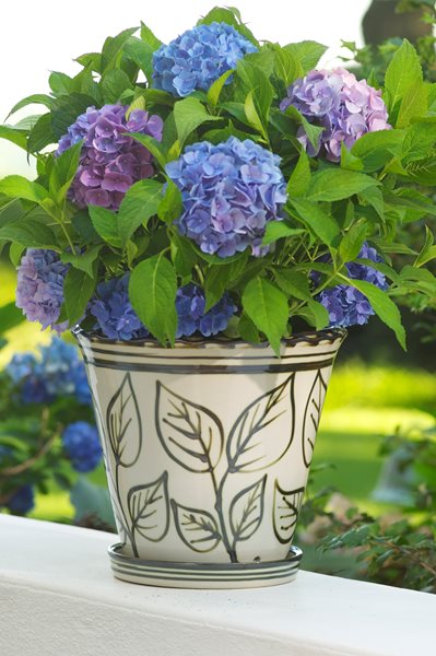 Garden Destination: Louisville, Kentucky
Garden Design
Calimesa, CA