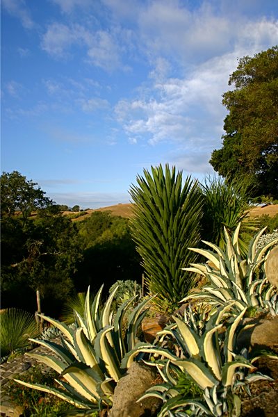 Gary Gragg
Garden Design
Calimesa, CA