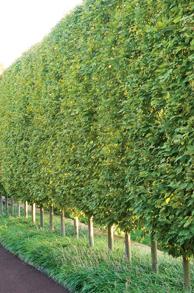 Glorious Hedges
Garden Design
Calimesa, CA