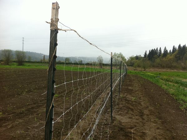 Growing and Arranging Sweet Peas
Garden Design
Calimesa, CA