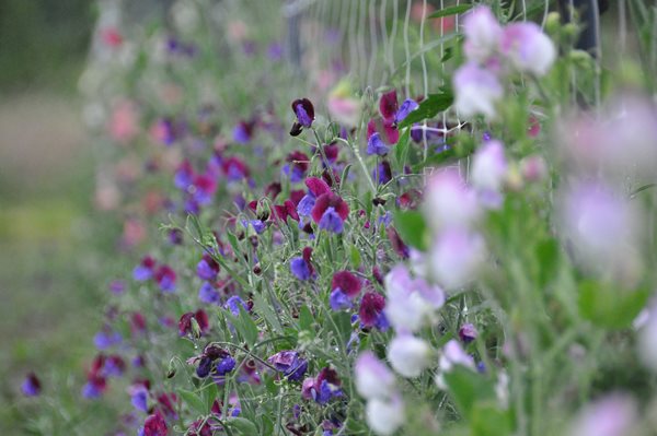 Growing and Arranging Sweet Peas
Garden Design
Calimesa, CA