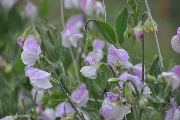 Growing and Arranging Sweet Peas
Garden Design
Calimesa, CA