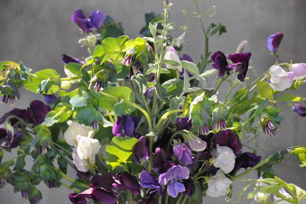 Growing and Arranging Sweet Peas
Garden Design
Calimesa, CA
