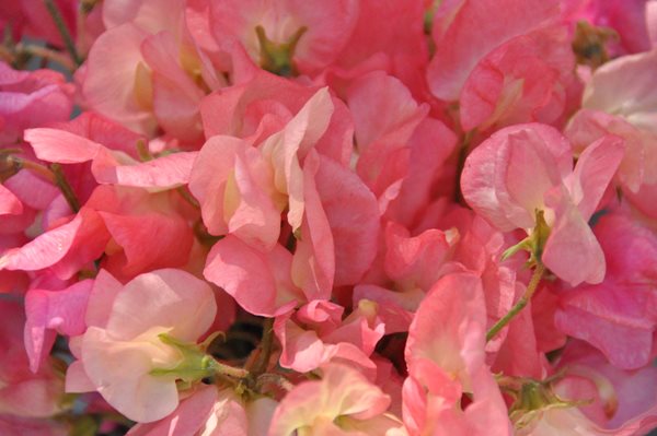 Growing and Arranging Sweet Peas
Garden Design
Calimesa, CA