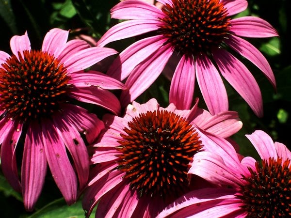 Echinacea, Pink Bloom
Growing Locally and Sustainably in Chicago
Garden Design
Calimesa, CA