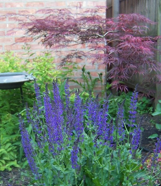 Growing Locally and Sustainably in Chicago
Garden Design
Calimesa, CA