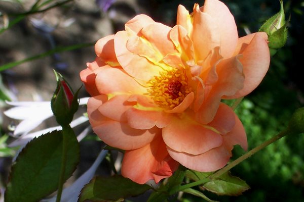 Growing Locally and Sustainably in Chicago
Garden Design
Calimesa, CA