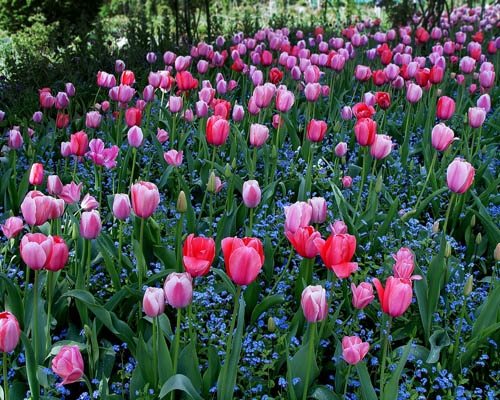 Heather Lenkin's Tour of the Netherlands and France
Garden Design
Calimesa, CA