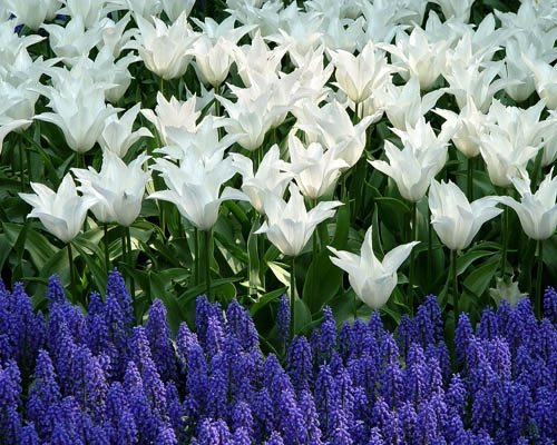 Heather Lenkin's Tour of the Netherlands and France
Garden Design
Calimesa, CA