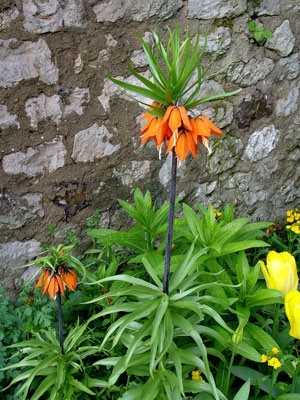 Heather Lenkin's Tour of the Netherlands and France
Garden Design
Calimesa, CA