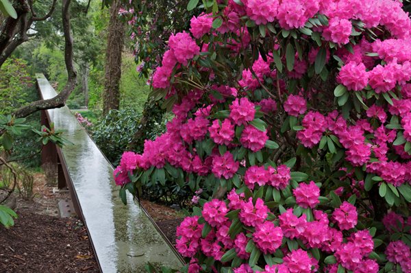 Heritage Museums and Gardens Rhododendrons Festival
Garden Design
Calimesa, CA
