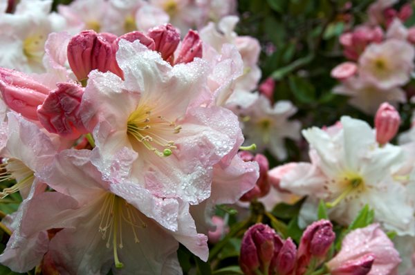 Rhododendron 'Cowslip' | Thompson & Morgan