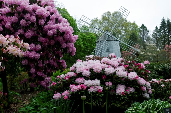 Heritage Museums and Gardens Rhododendrons Festival
Garden Design
Calimesa, CA