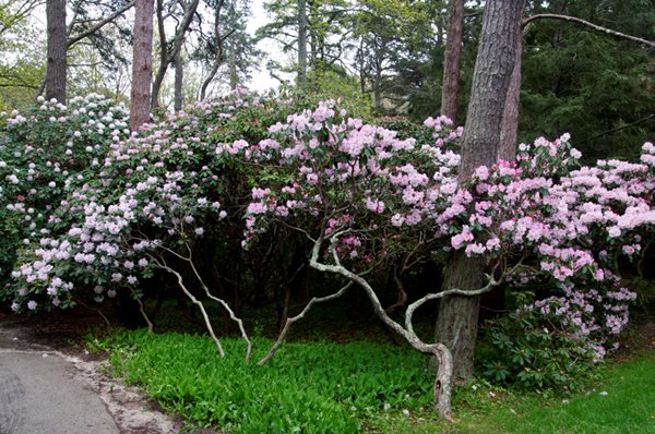 Heritage Museums and Gardens Rhododendrons Festival
Garden Design
Calimesa, CA