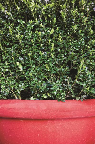 Holiday Classic Decor Elements Made Modern
Garden Design
Calimesa, CA