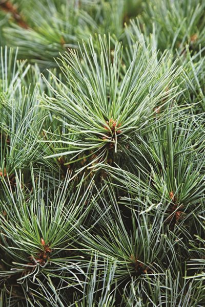 Holiday Classic Decor Elements Made Modern
Garden Design
Calimesa, CA