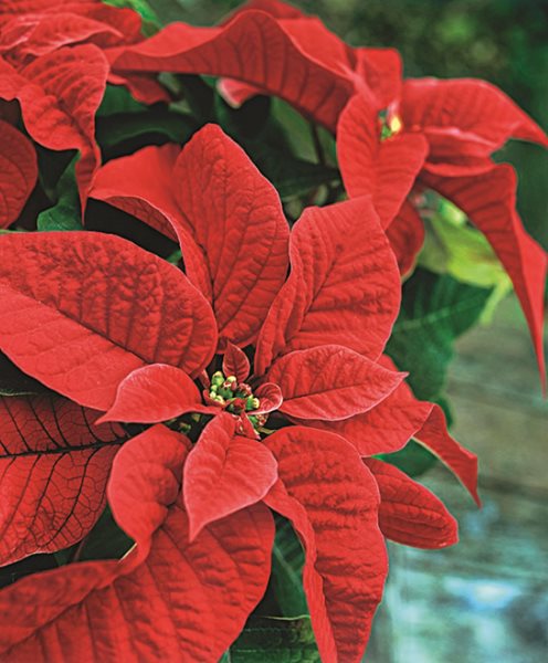 Holiday Classic Decor Elements Made Modern
Garden Design
Calimesa, CA