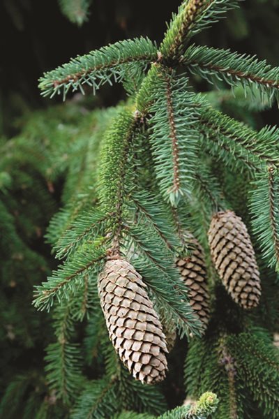 Holiday Classic Decor Elements Made Modern
Garden Design
Calimesa, CA