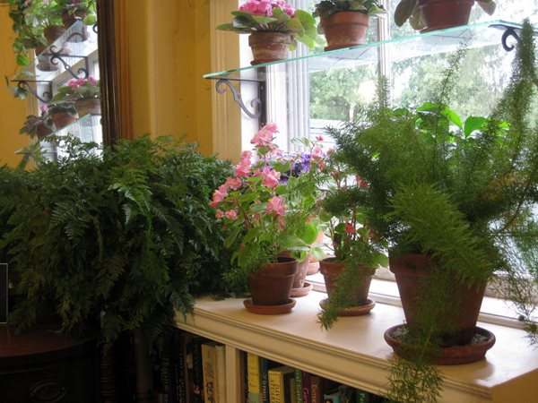 How to Design a Window Garden
Garden Design
Calimesa, CA