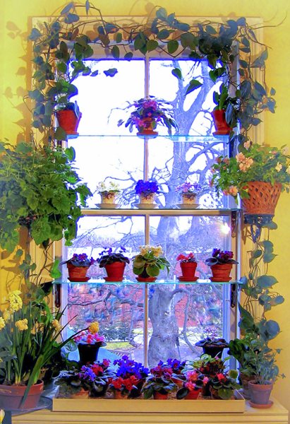 How to Design a Window Garden
Garden Design
Calimesa, CA