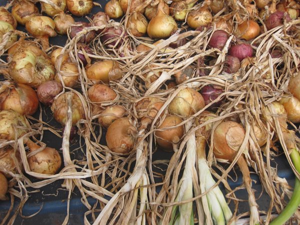 How to Preserve Your Harvest  Garden Design  Calimesa, CA