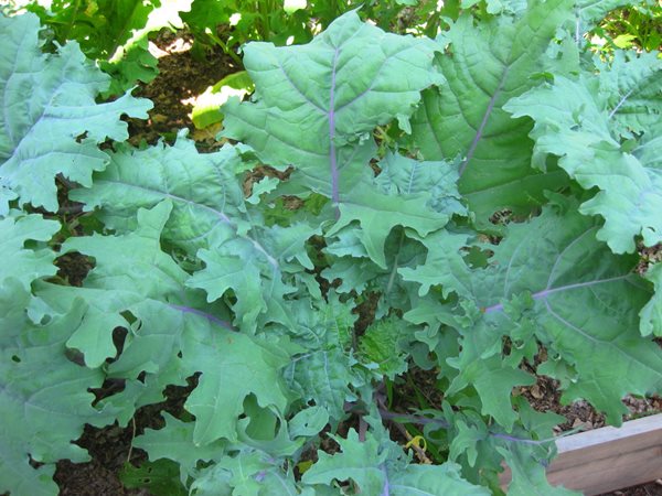 How to Preserve Your Harvest  Garden Design  Calimesa, CA