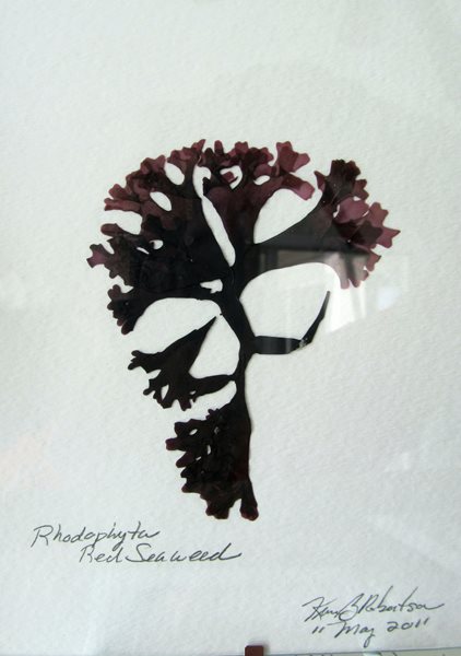How to Press and Preserve Seaweed   Garden Design  Calimesa, CA