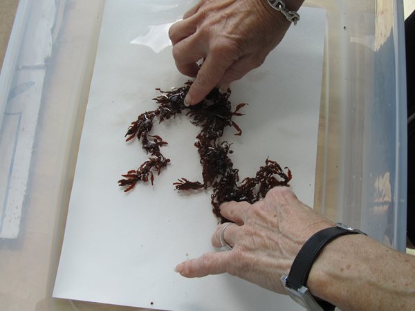 How to Press and Preserve Seaweed   Garden Design  Calimesa, CA