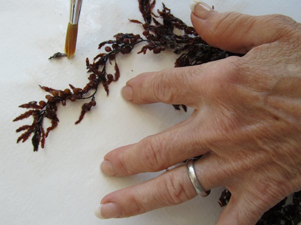 How to Press and Preserve Seaweed   Garden Design  Calimesa, CA
