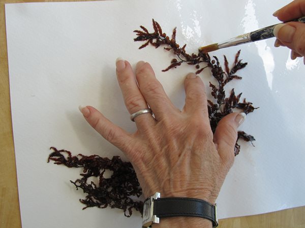 How to Press and Preserve Seaweed   Garden Design  Calimesa, CA