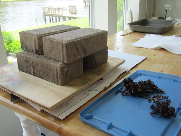 How to Press and Preserve Seaweed   Garden Design  Calimesa, CA
