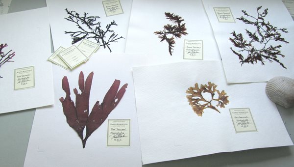 How to Press and Preserve Seaweed   Garden Design  Calimesa, CA