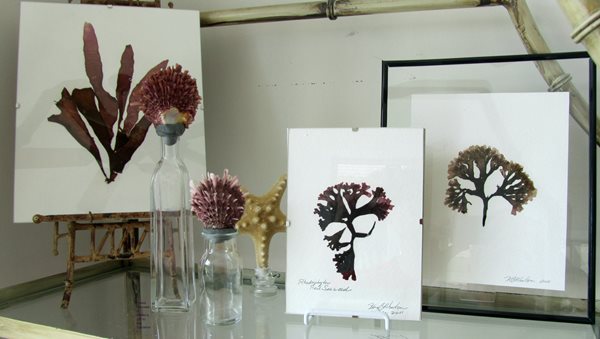 How to Press and Preserve Seaweed   Garden Design  Calimesa, CA