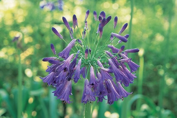 Agapanthus, Lily Of The Nile
I Love This Plant
Garden Design
Calimesa, CA