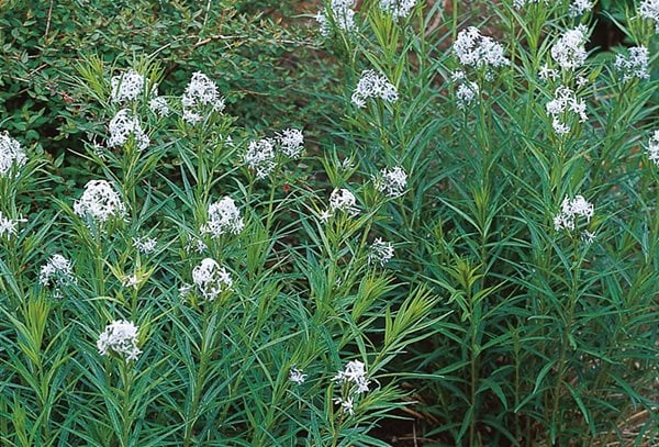 Arkansas Blue Star, Amsonia Hubrichtii
I Love This Plant
Garden Design
Calimesa, CA