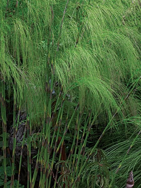 Bell Reed, Cannomois Virgate
I Love This Plant
Garden Design
Calimesa, CA