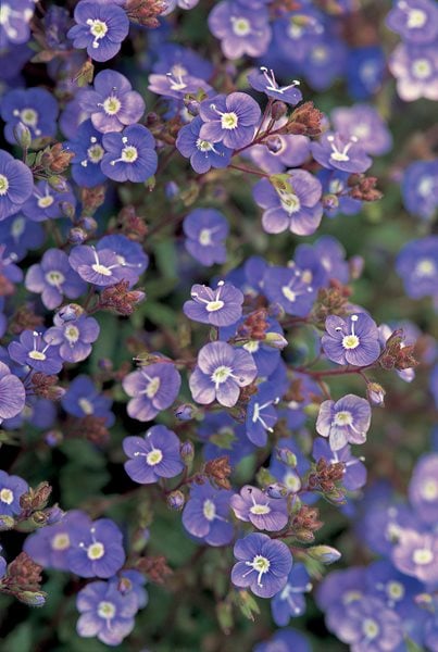Creeping Speedwell, Veronica
I Love This Plant
Garden Design
Calimesa, CA