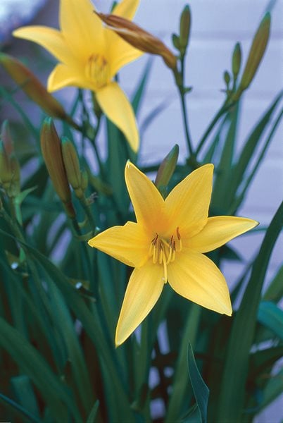 Dumortiers Daylily, Hemerocallis Dumortieri
I Love This Plant
Garden Design
Calimesa, CA