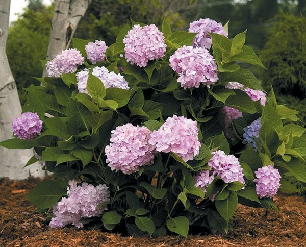 Image of Endless Summer Shikoku Mountain Hydrangea Seeds