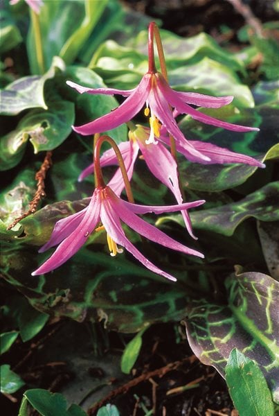 Fawn Lily, Woodland Flower
I Love This Plant
Garden Design
Calimesa, CA